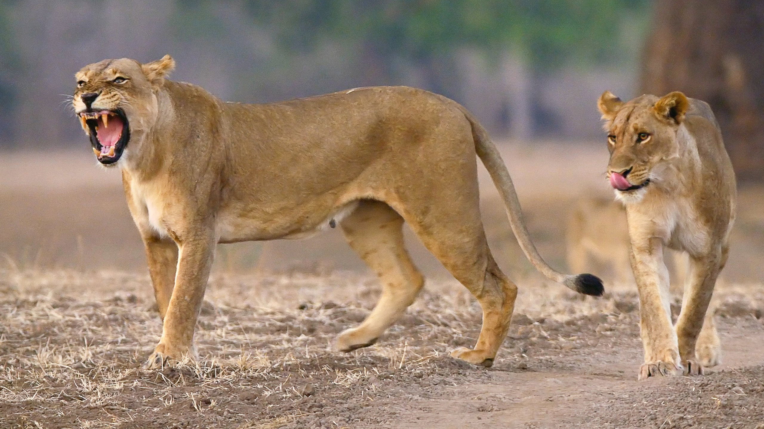 Guardians of the Wild S01E04 backdrop