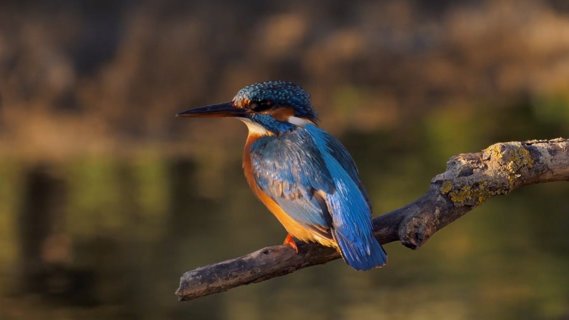 Imagem do Filme Naturens jegere