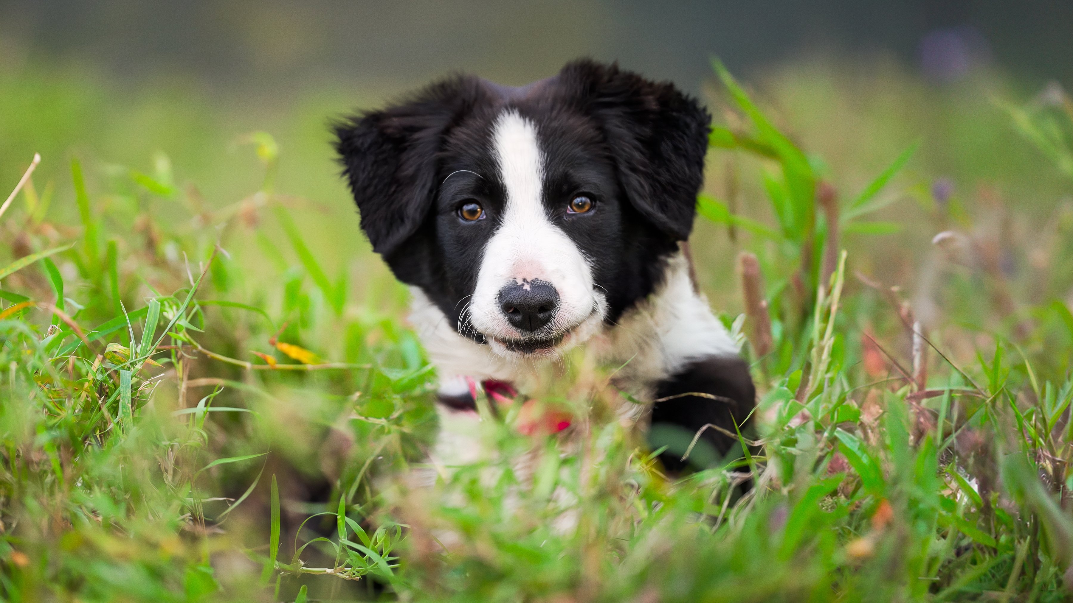 Muster Dogs