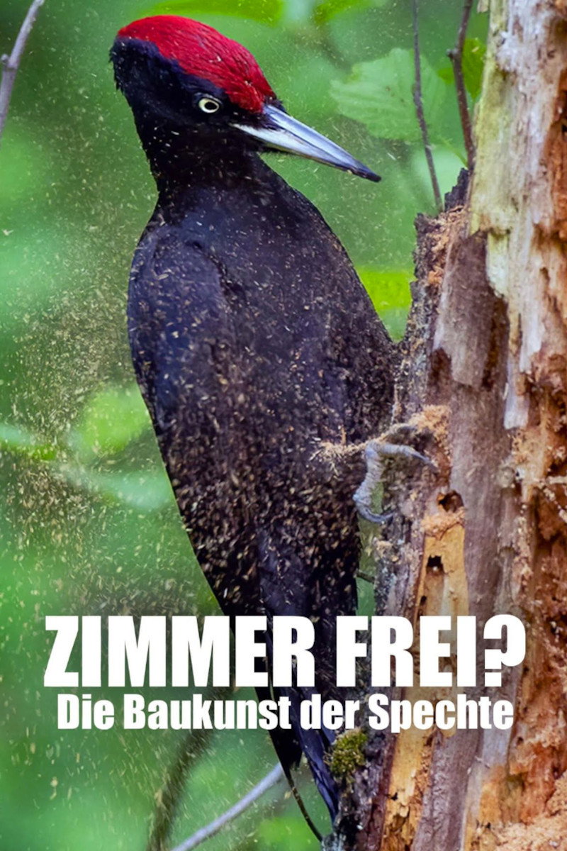 Knock knock &ndash; a Woodpeckers world