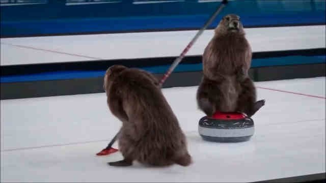 Les Marmottes - Curling