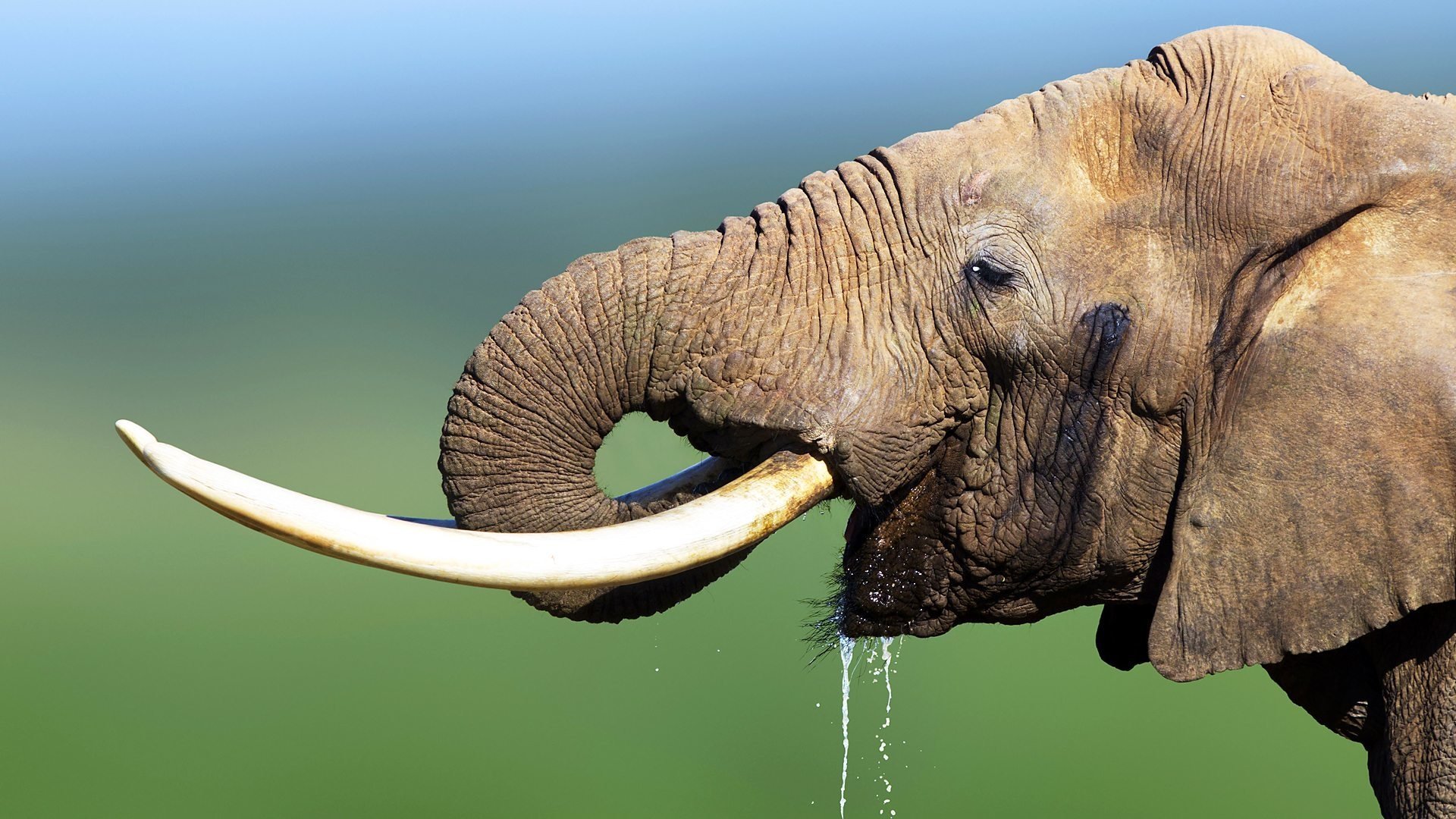 The Wonder of Animals
