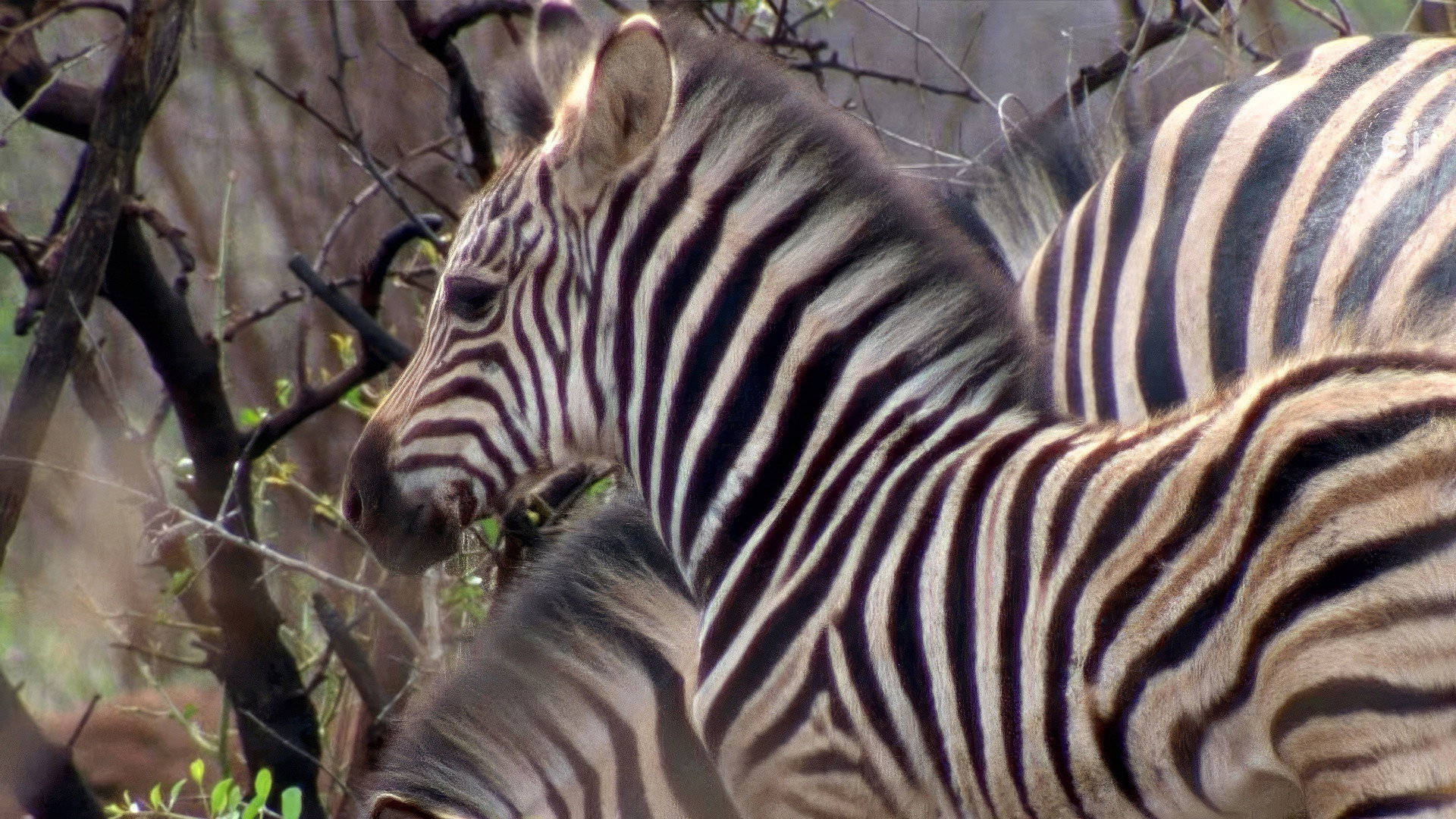 Earth Odyssey with Dylan Dreyer S06E04 backdrop