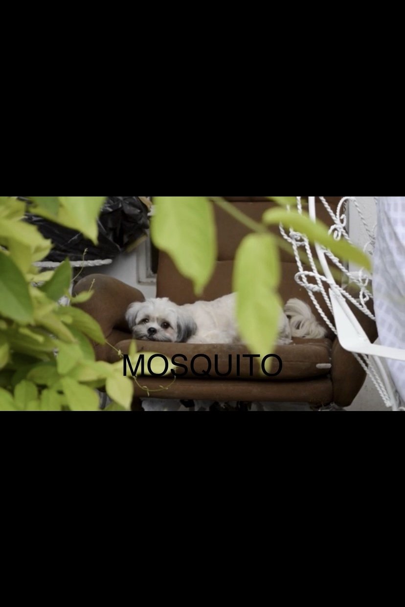 Mosquito