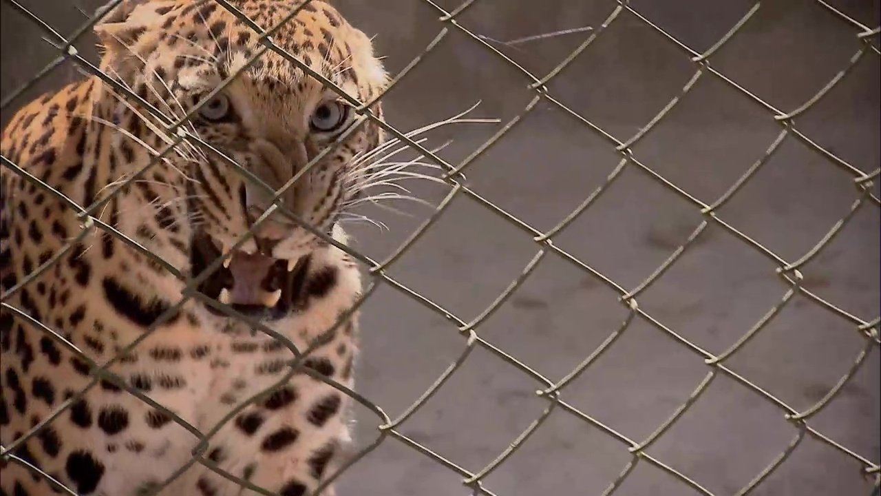 72 Dangerous Animals: Asia