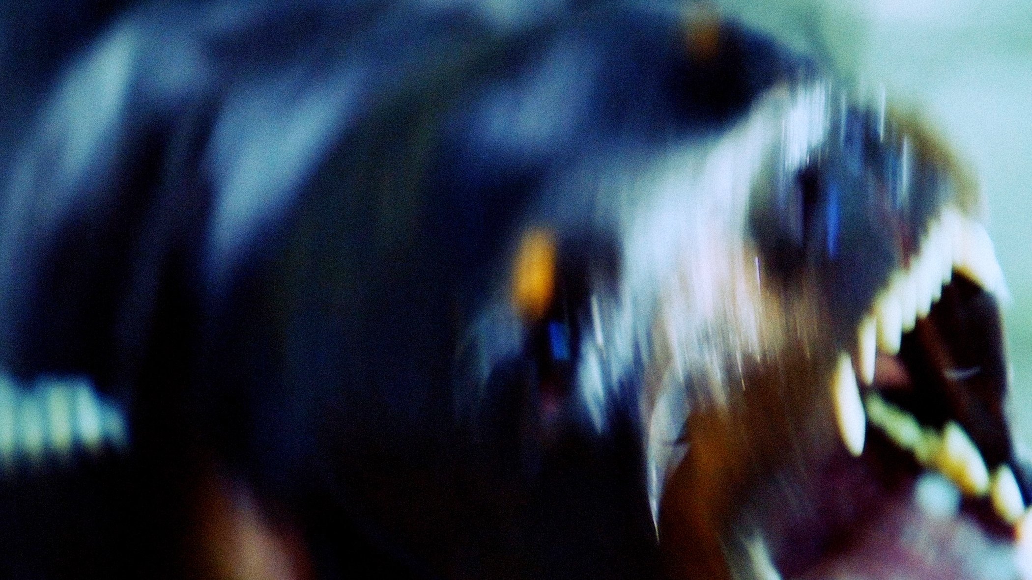 Dogs are said to see things (2012)