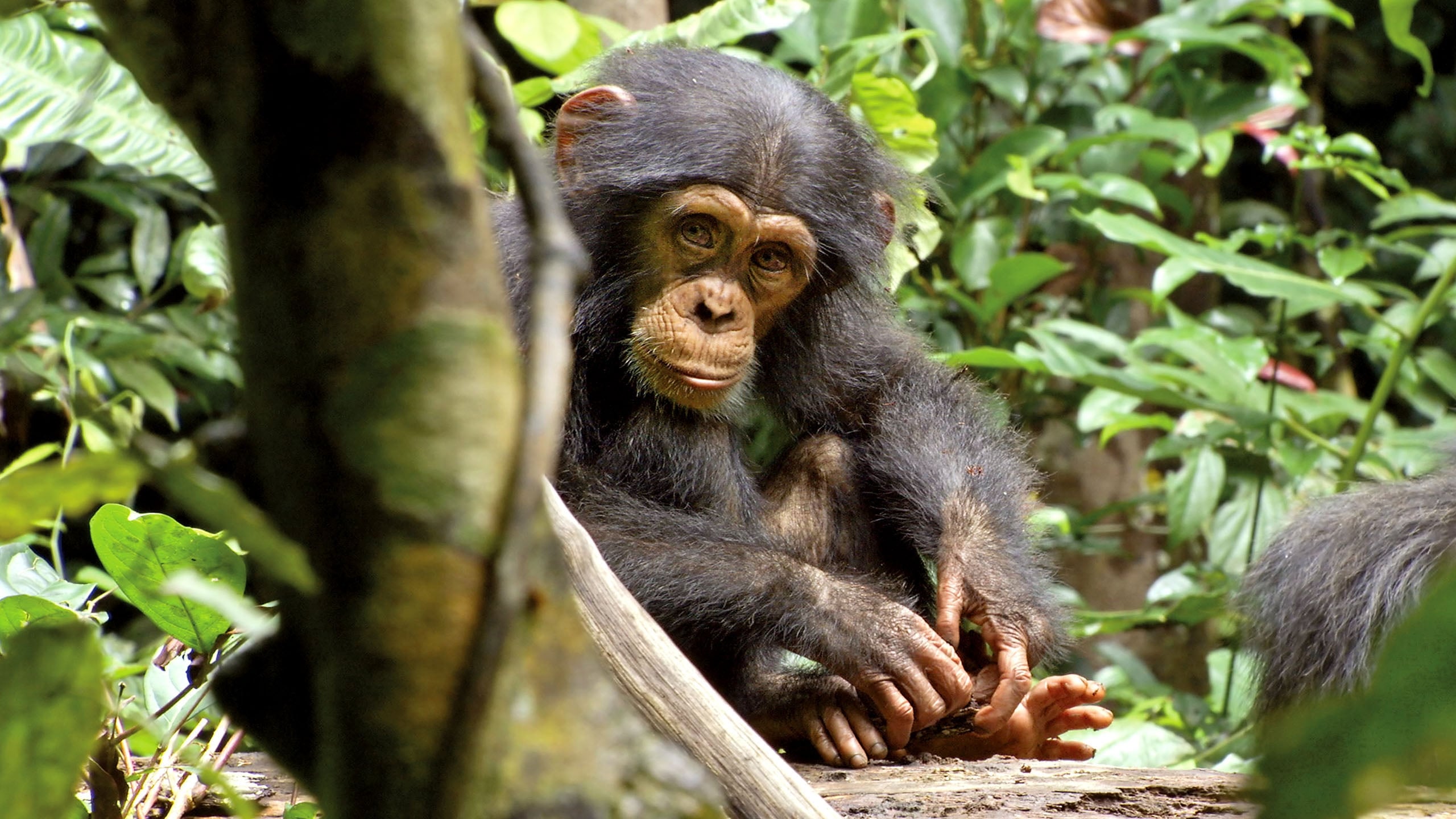 Schimpansen (2012)