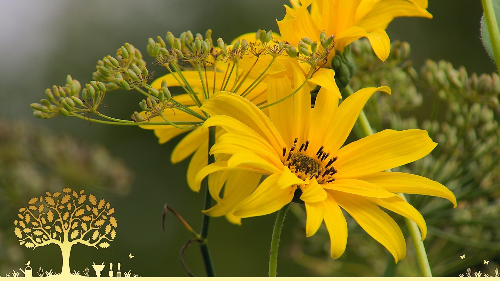 Gardeners' World 0x29