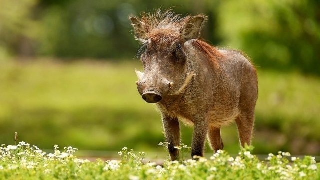 The Secret Life of the Zoo - Épisode 6