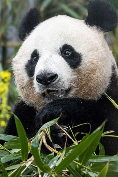 et billede af Ai Bao