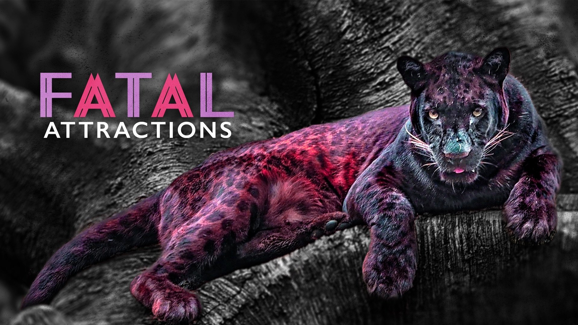 Fatal Attractions