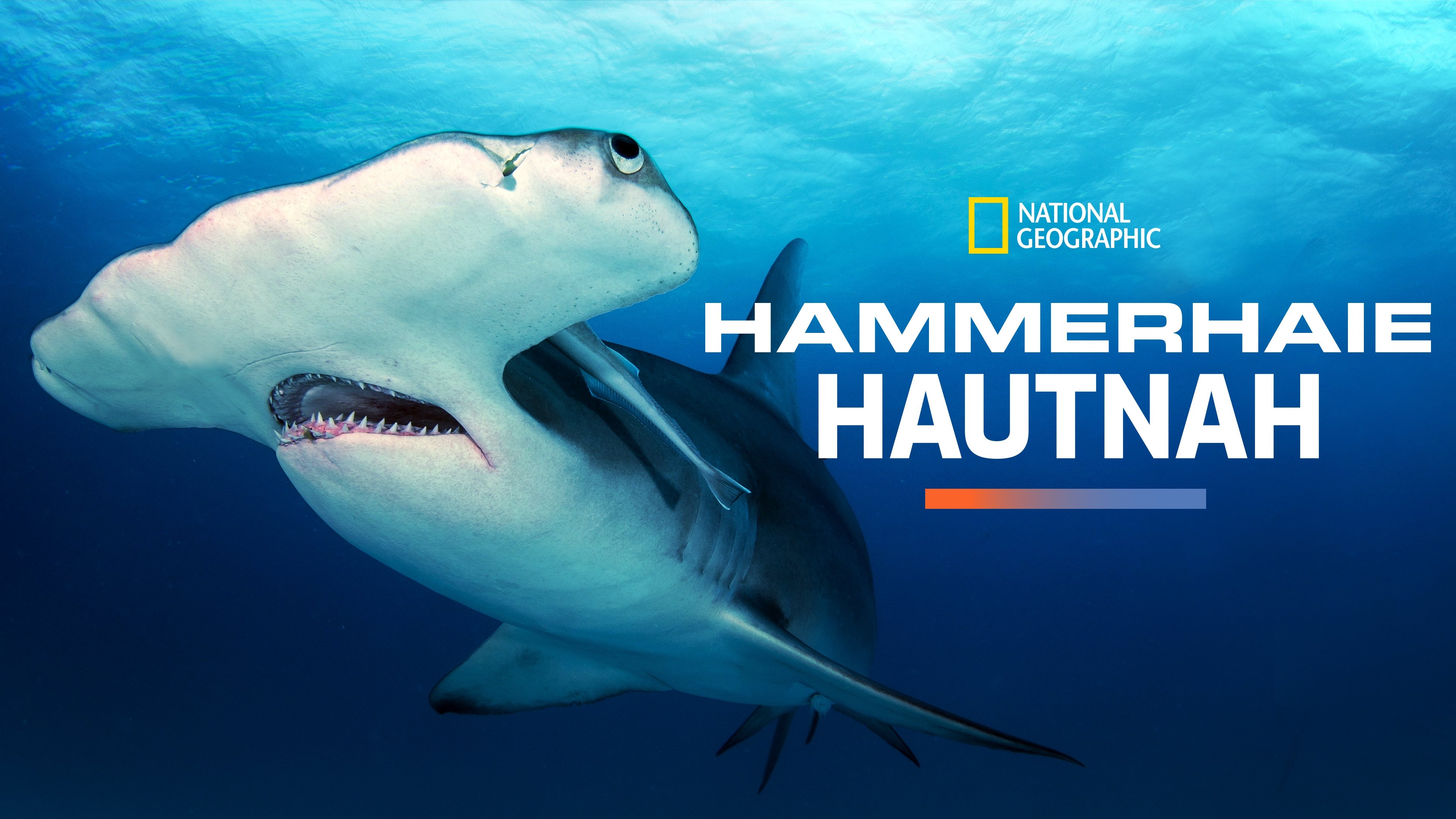 Mega Hammerhead (2016)