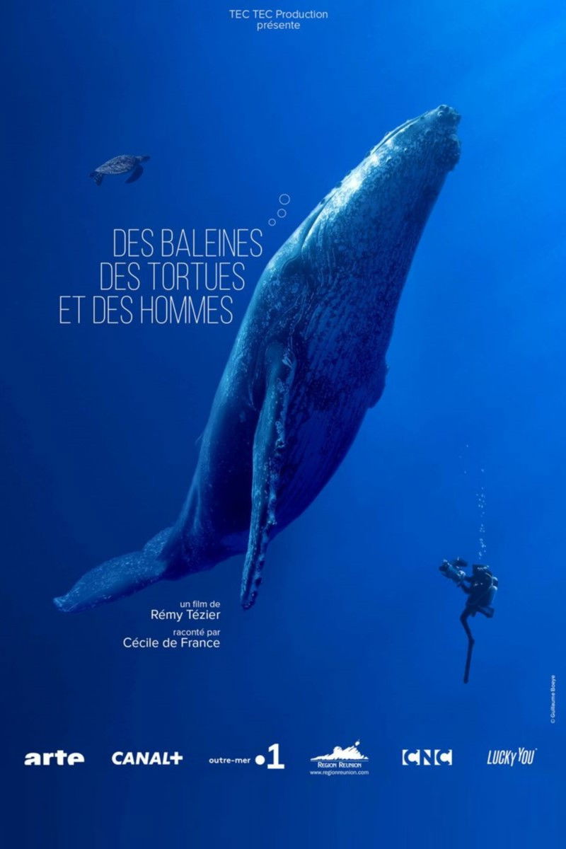 poster movie Des baleines, des tortues et des hommes