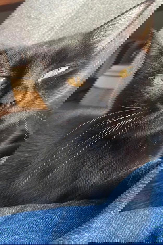 et billede af La negrita