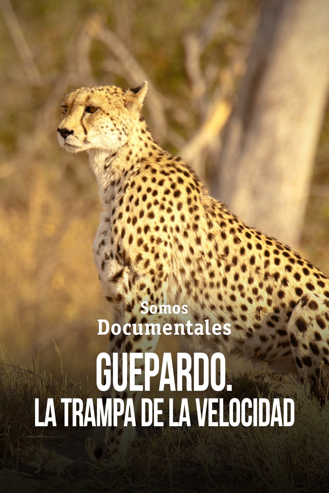 Cheetah – Speed Trap Cheetah – Speed Trap