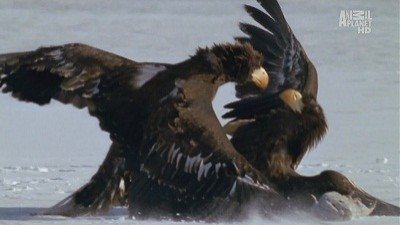 Wild Russia