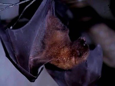C'est pas sorcier - Les chauves-souris : le monde à l'envers !