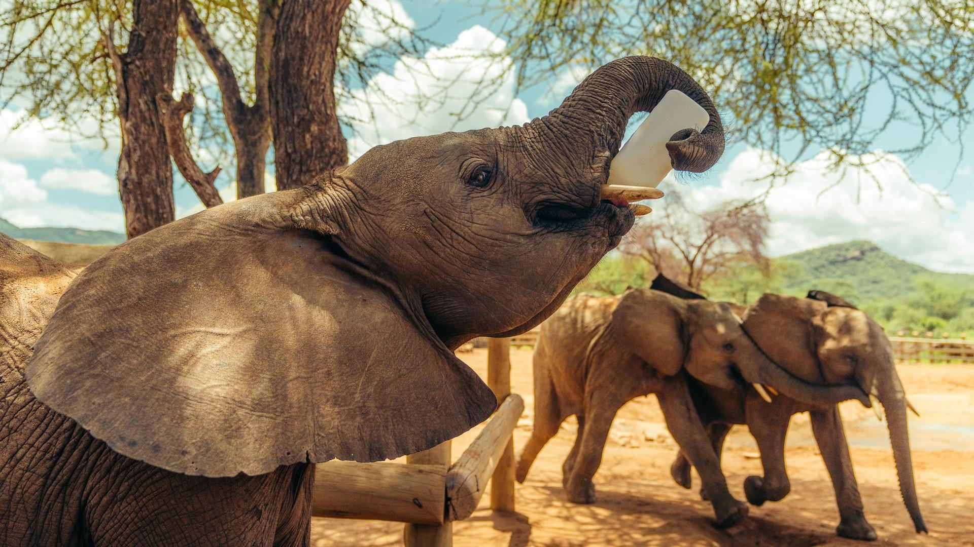 Becoming Elephant: The Orphans of Reteti