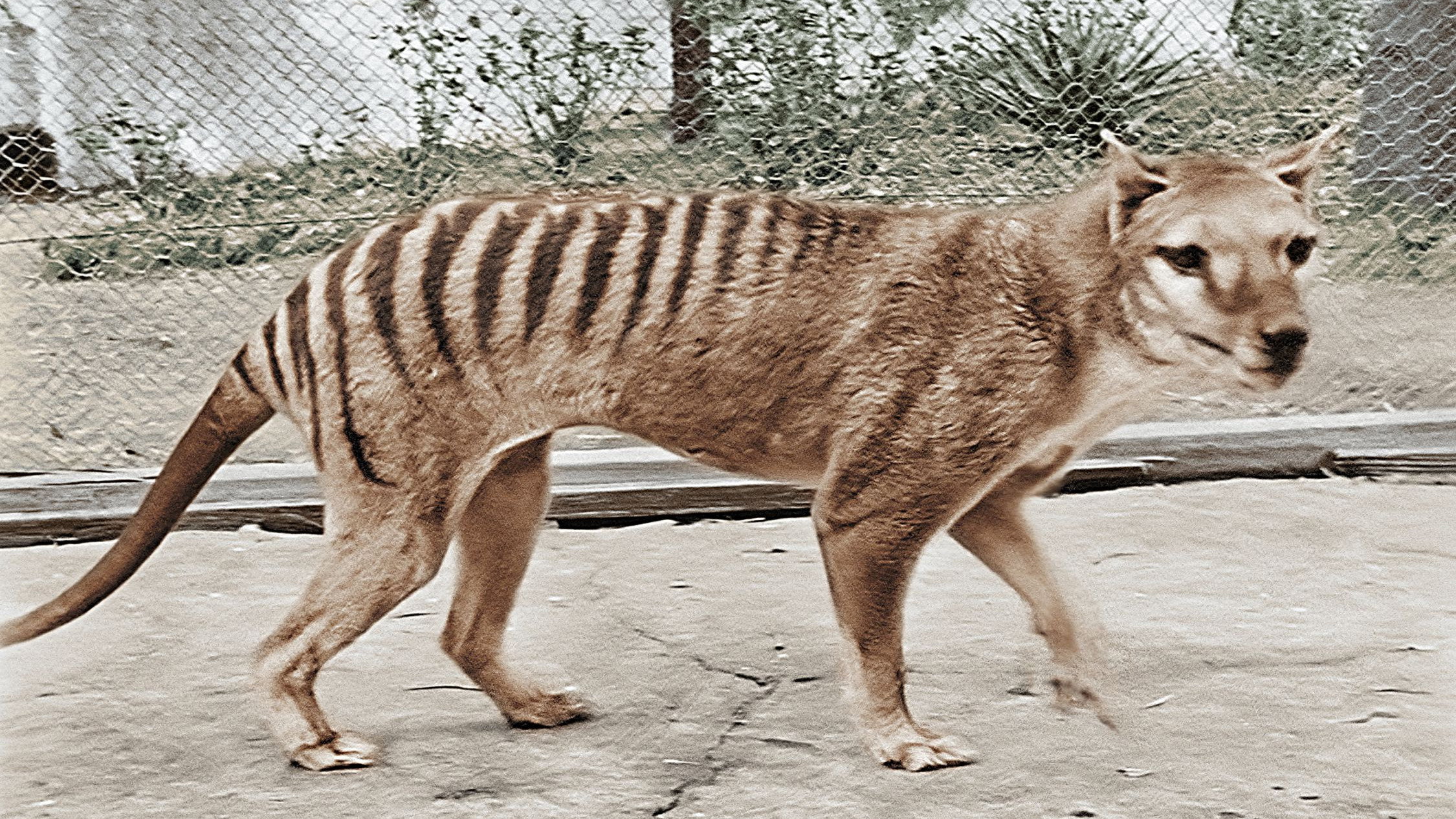 Tasmanian Tiger in Colour