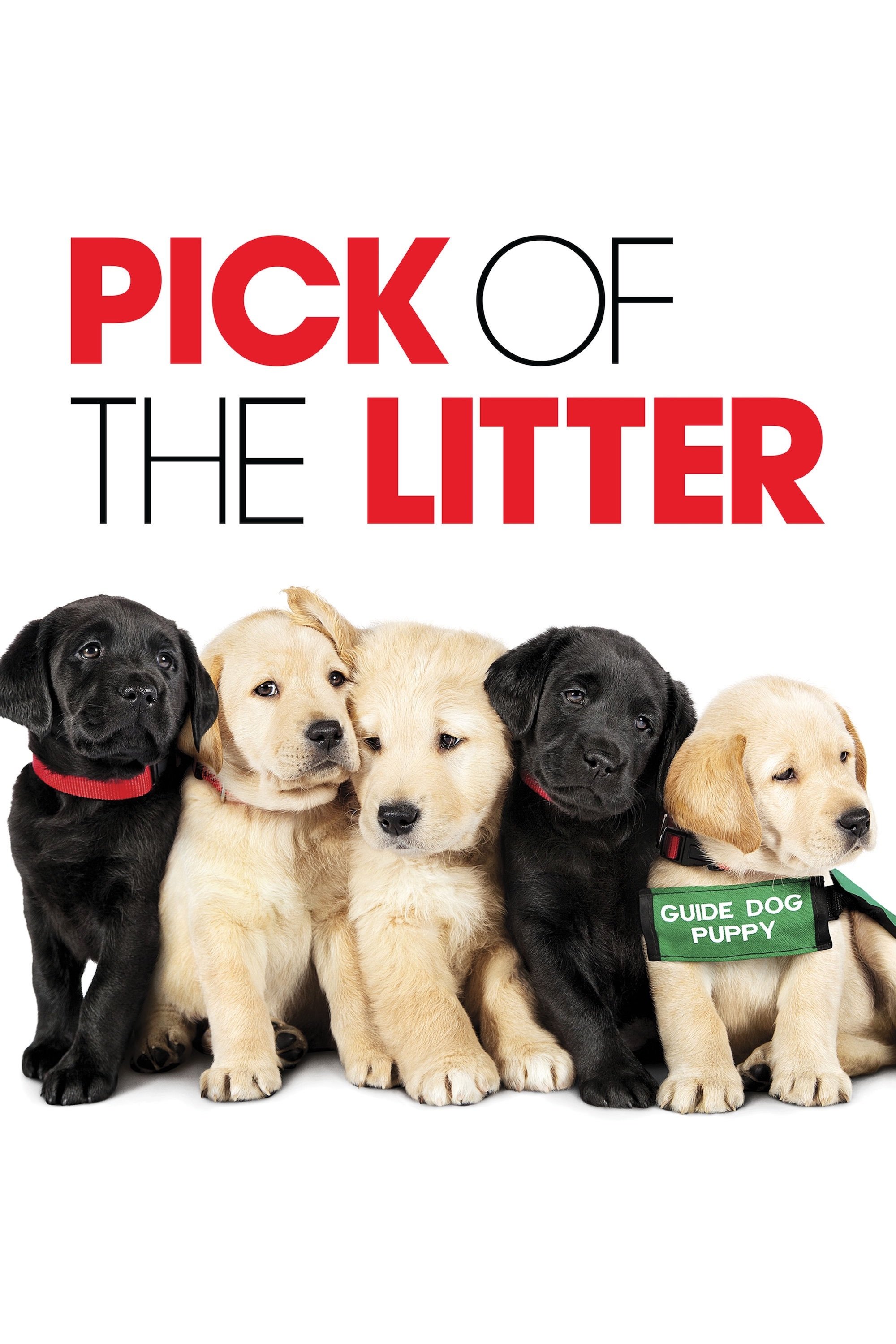 Pick of the Litter