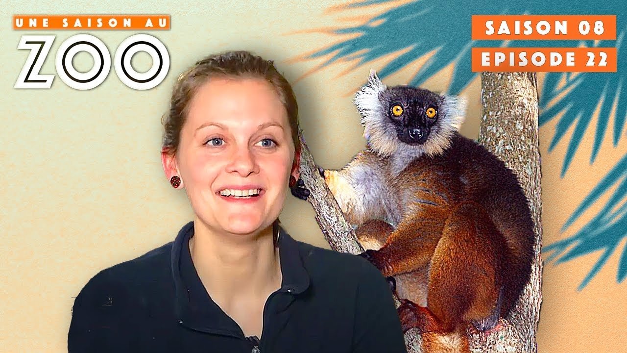 Une saison au zoo