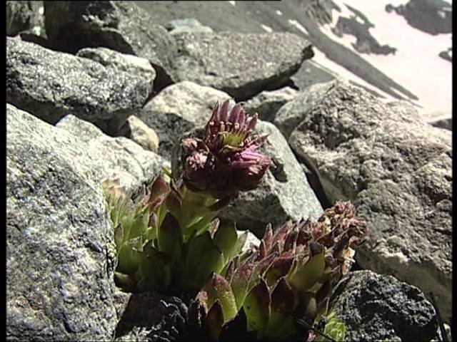 C'est pas sorcier - Le parc de la Vanoise : la montagne à tous les étages