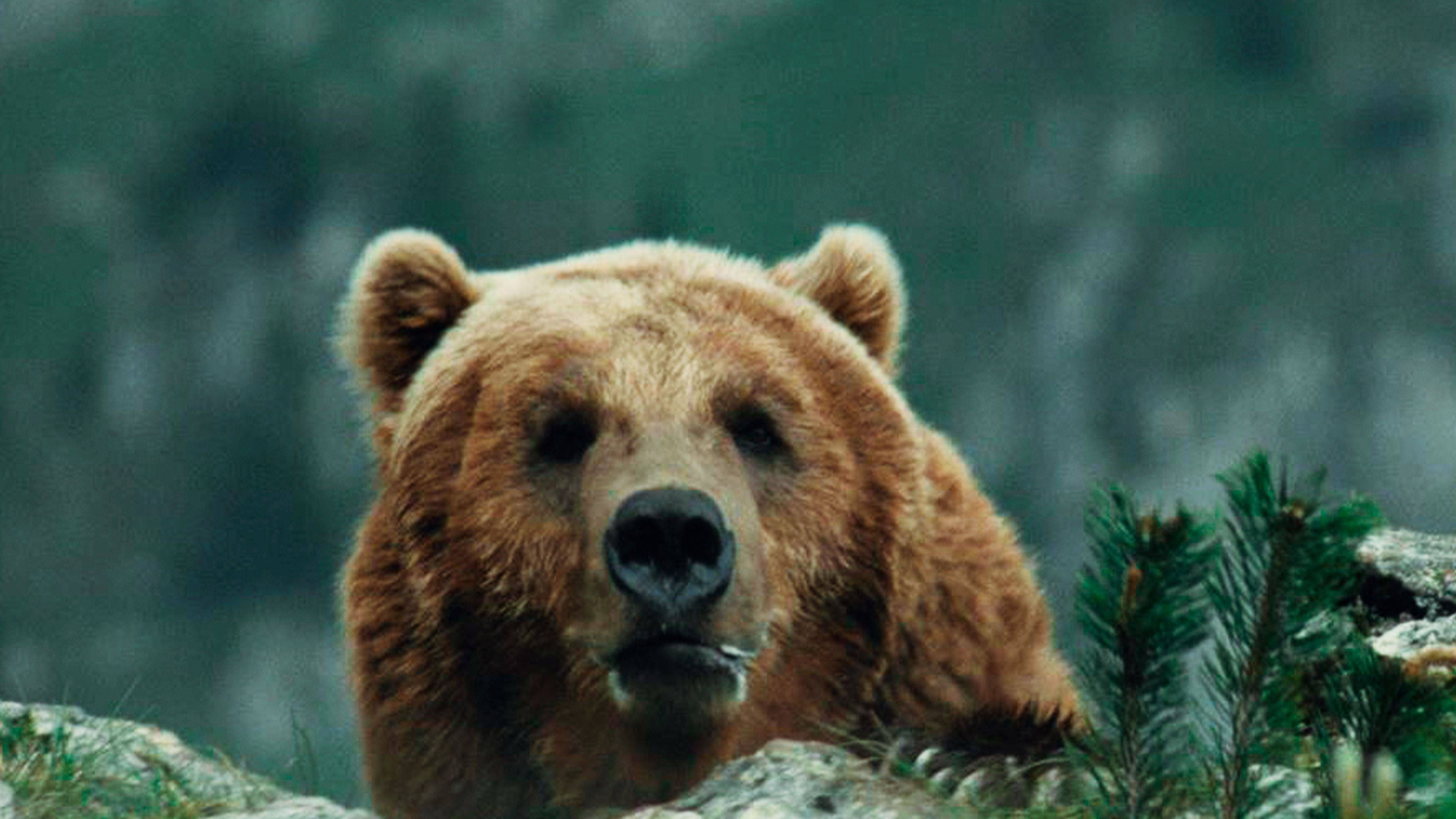 Medveď (1988)