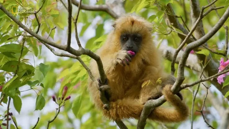 Wild Argentina: Extreme Earth