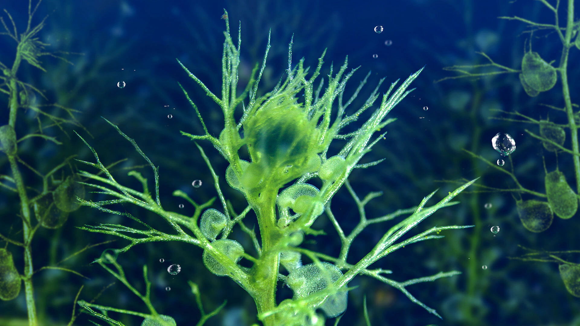 Thumbnail for Water Worlds Season 1 Episode 2