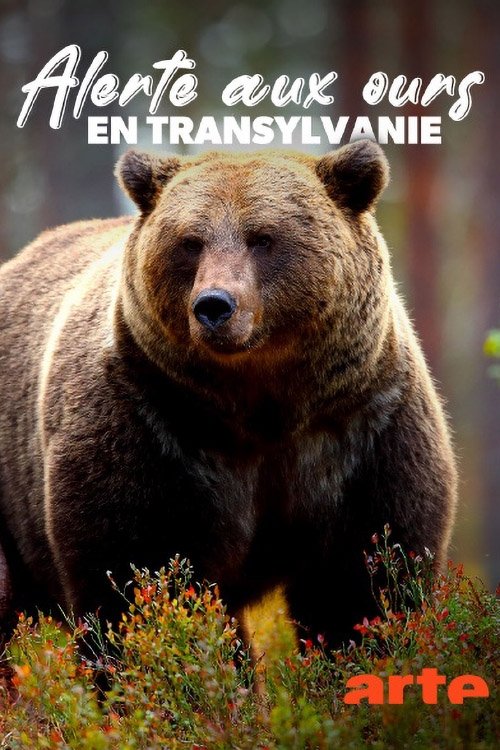 Alerte aux ours en Transylvanie