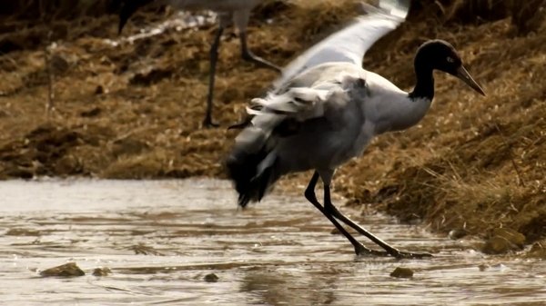 Central: A Balancing Act