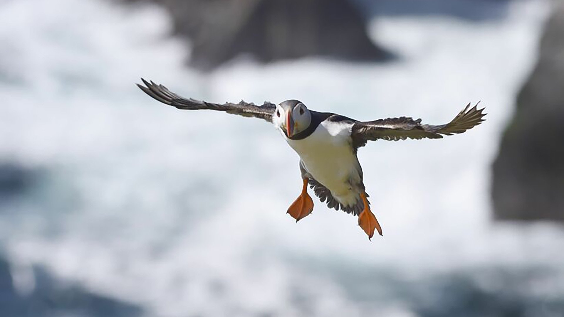 Scotland: The New Wild