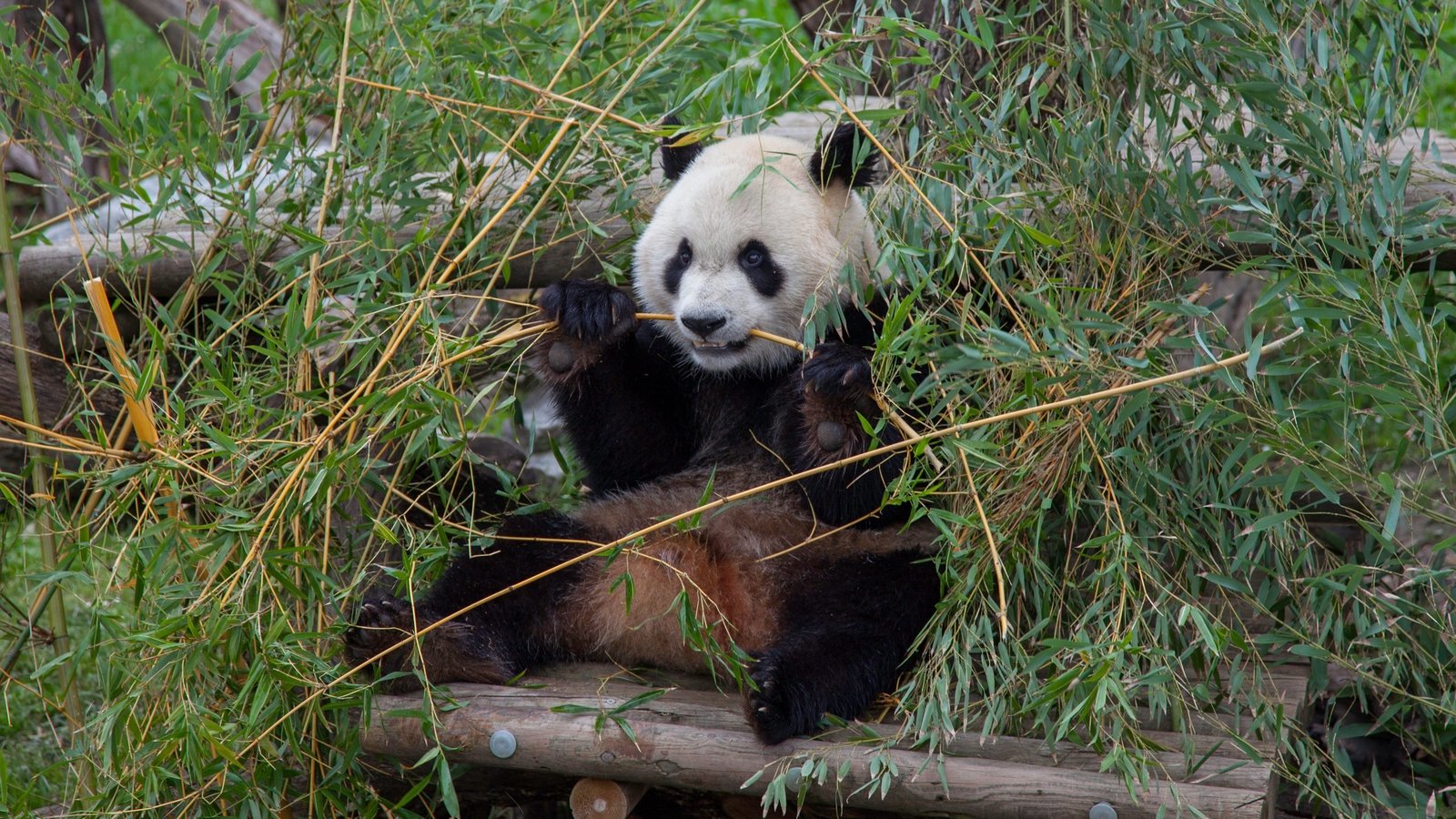 Curiosités animales - Des bébés de taille étrange - Pandas géants et kiwis
