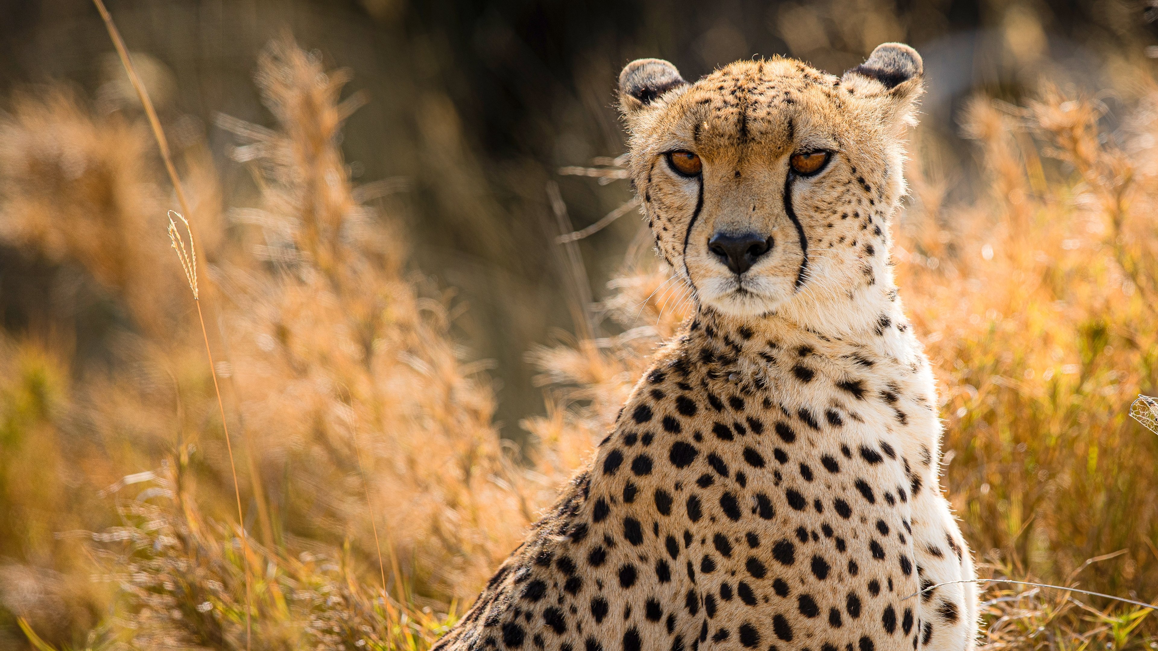 Cat Wars: Lion vs. Cheetah