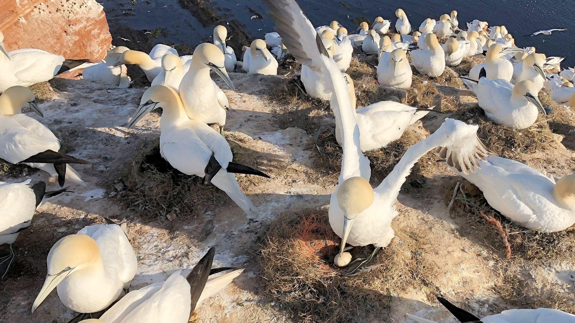 Imagem do Filme Helgoland - Wilde Welt am roten Felsen