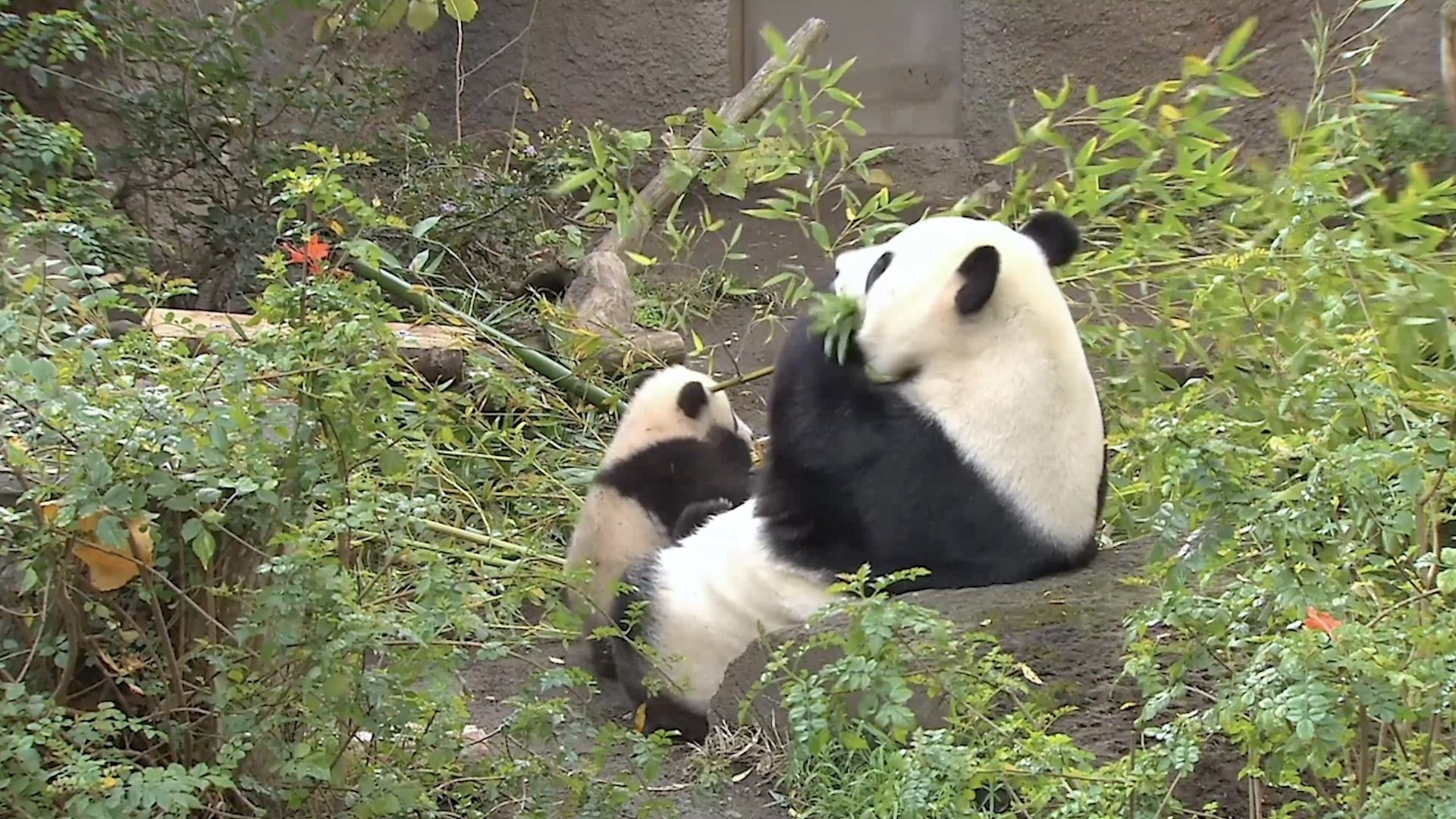 Thumbnail for Panda Season 1 Episode 25