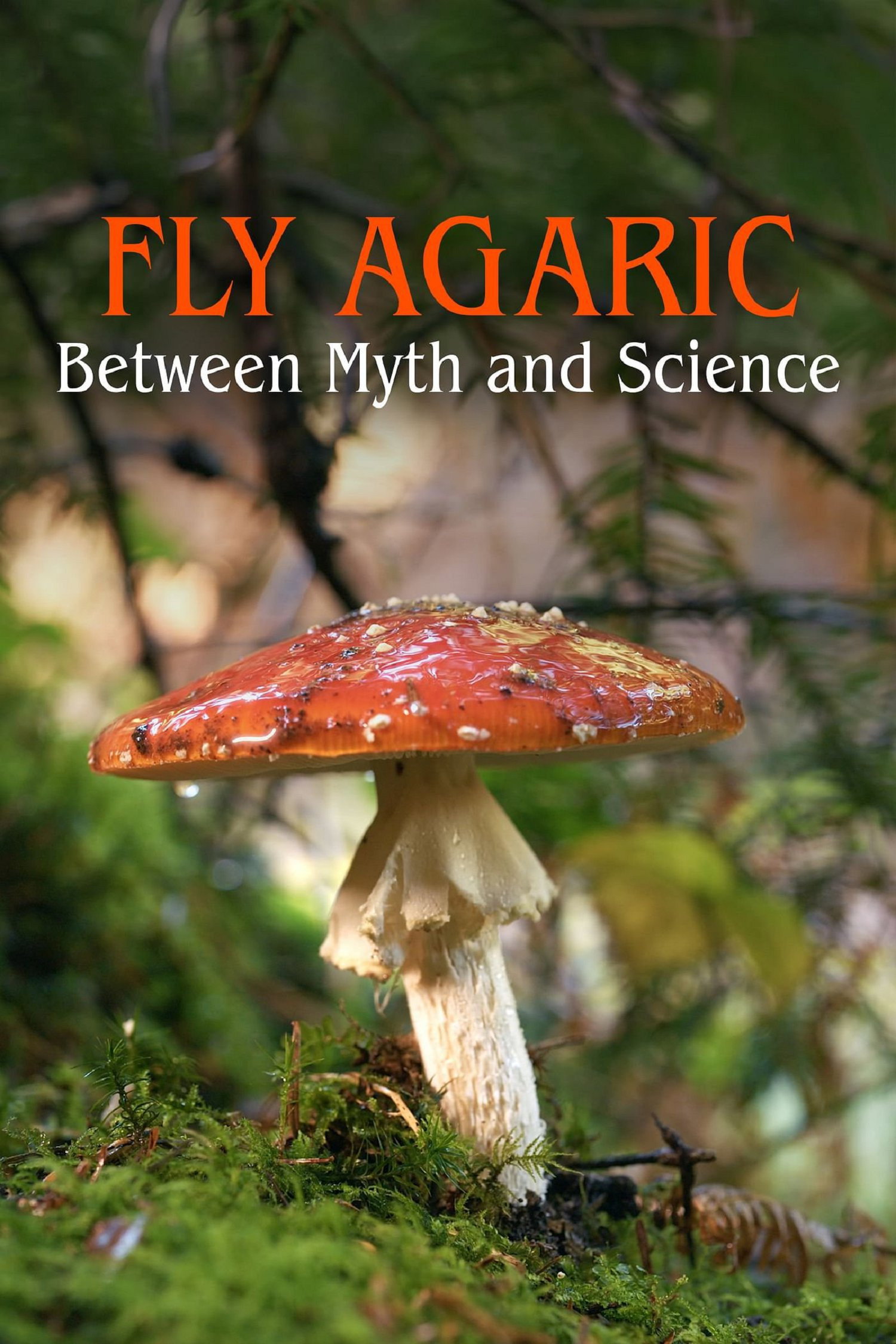 The Fly Agaric