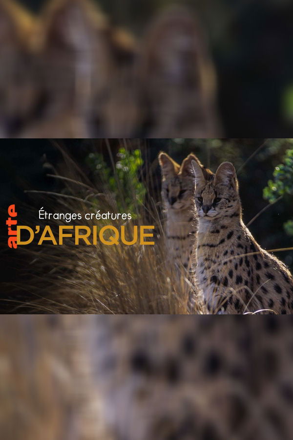 Le monde caché des étranges créatures d'Afrique