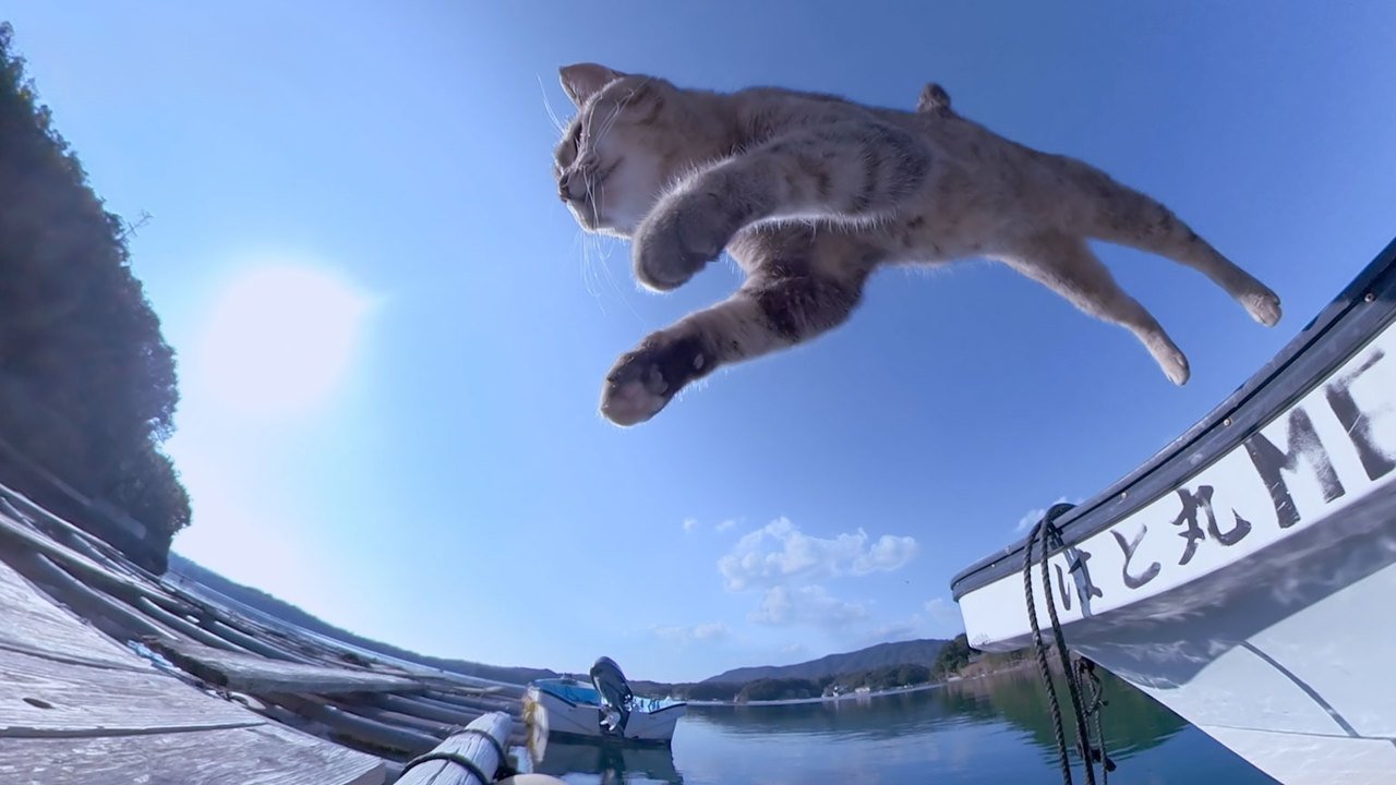 A Cat's-Eye View of Japan - Épisode 16