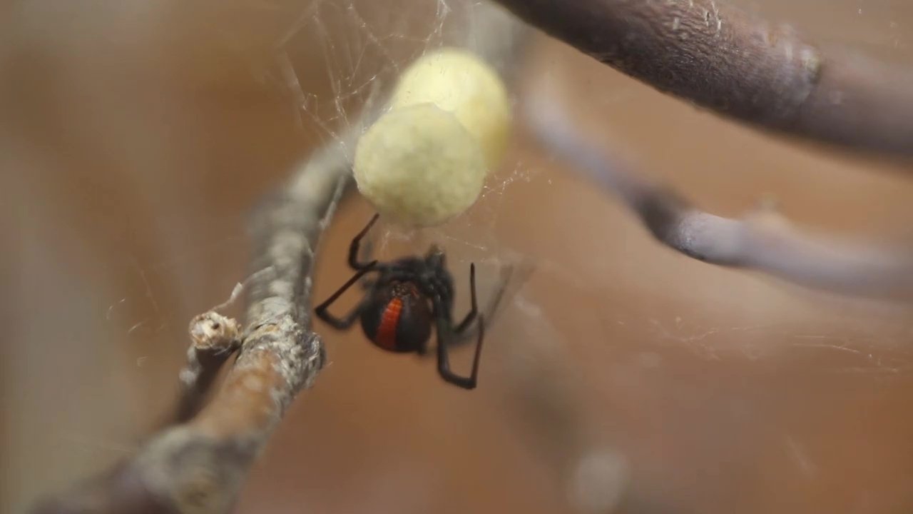 72 Dangerous Animals: Australia