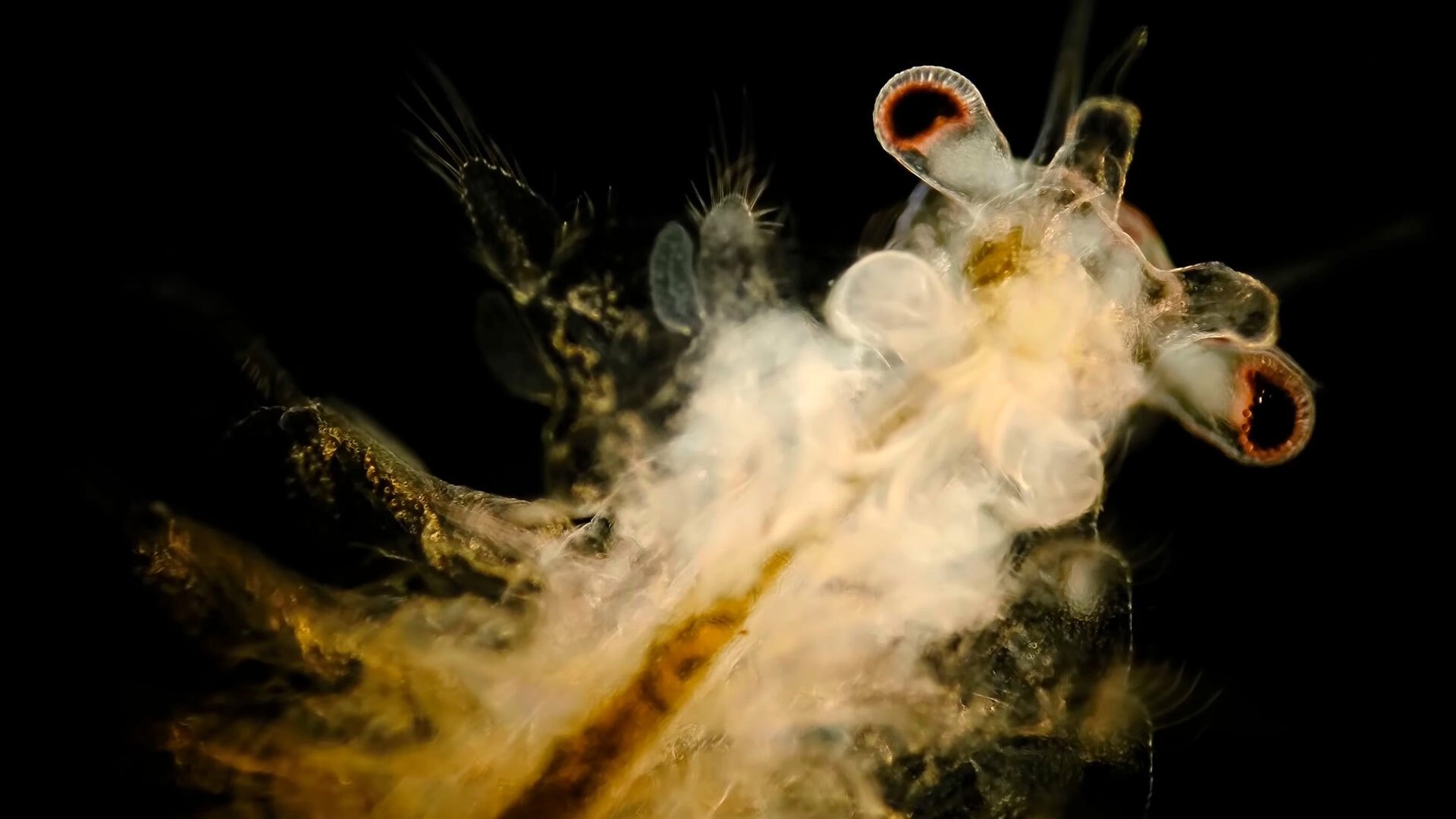 Journey to the Microcosmos