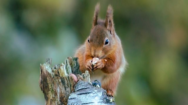Countryfile 36x16
