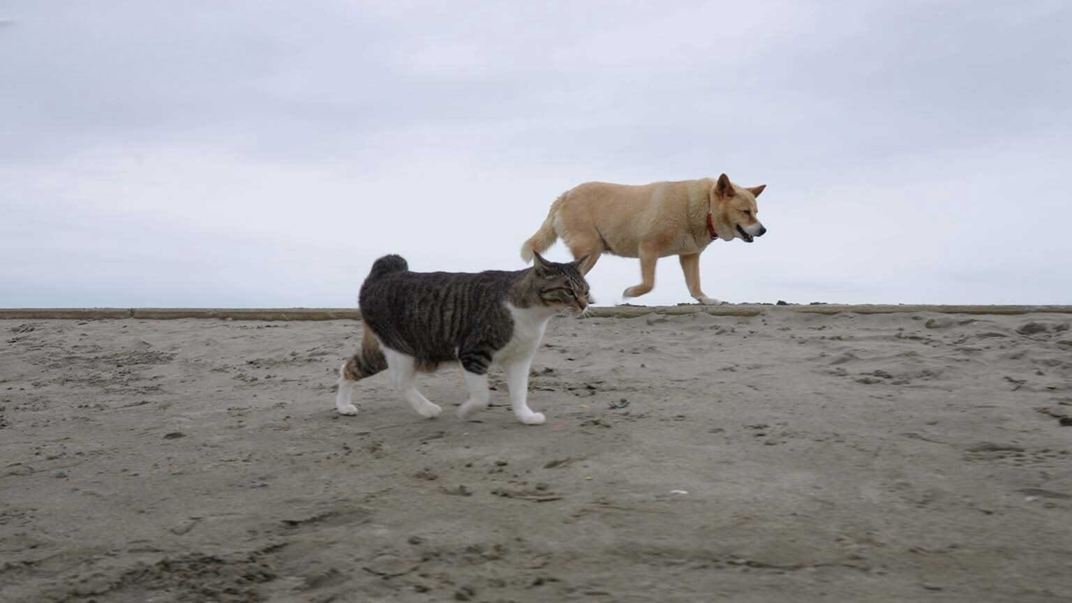 A Cat's-Eye View of Japan - Épisode 20