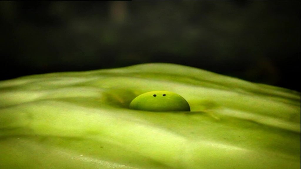 Lettuce
