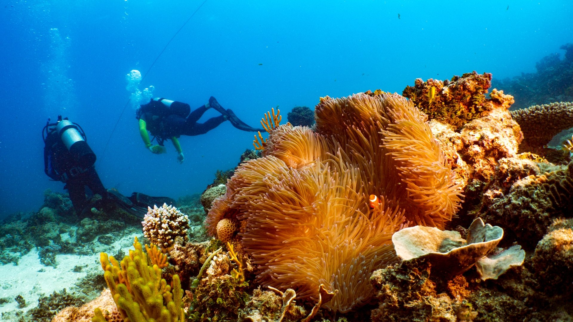 Great Barrier Reef: The Next Generation