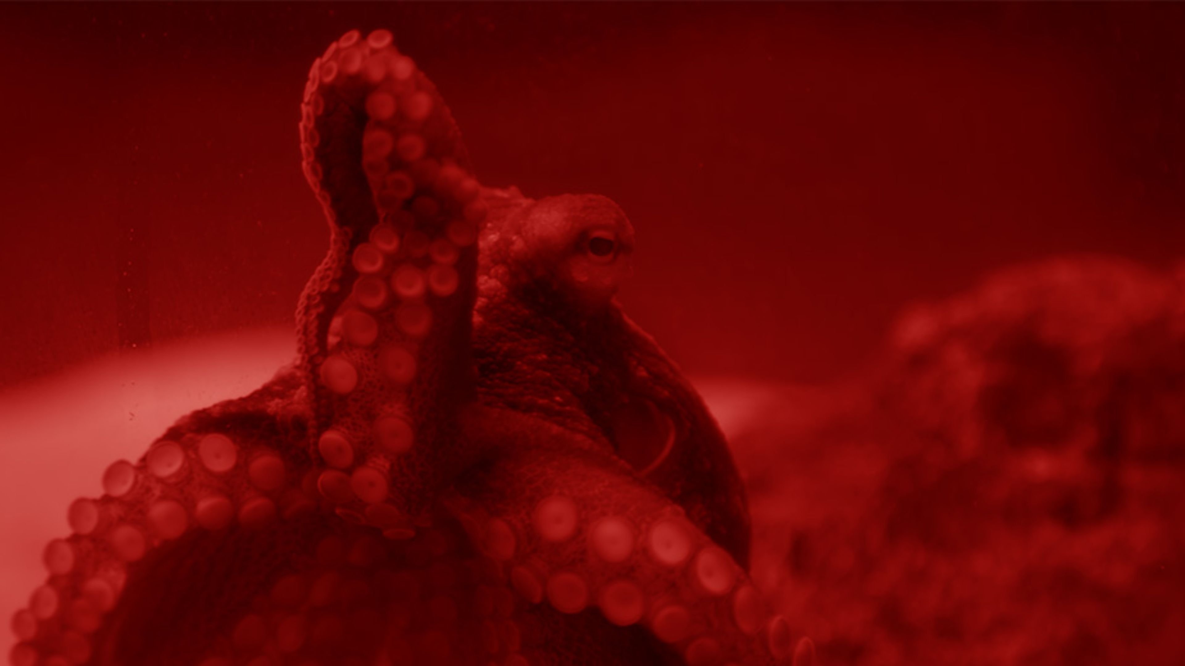 Future Future (2025)