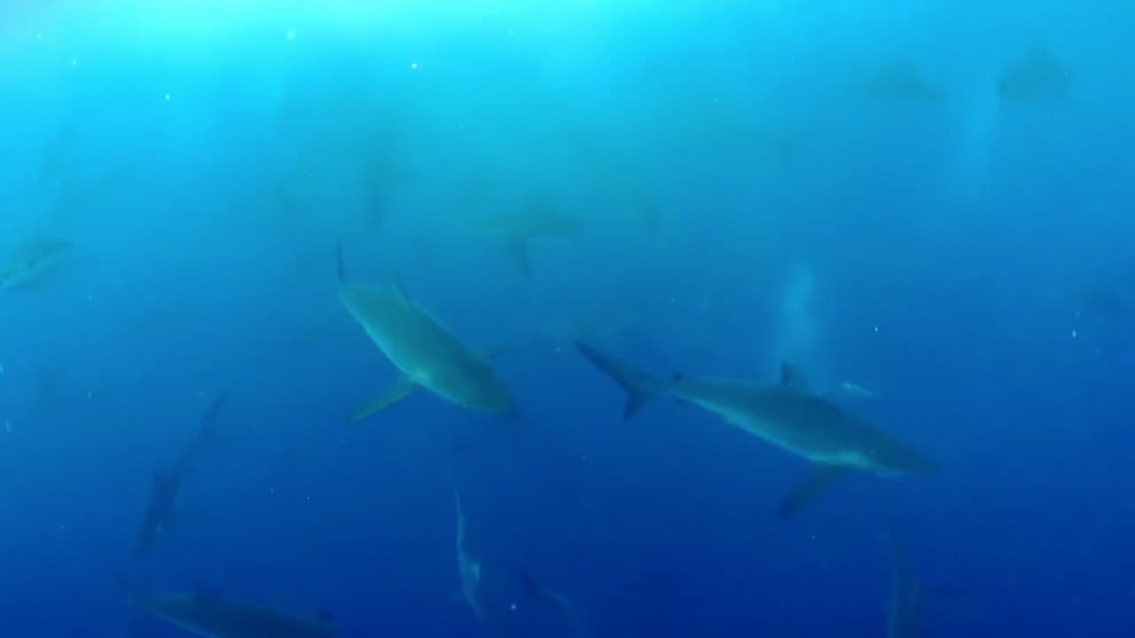 Shark Land: Welcome to Cocos Island (2015)