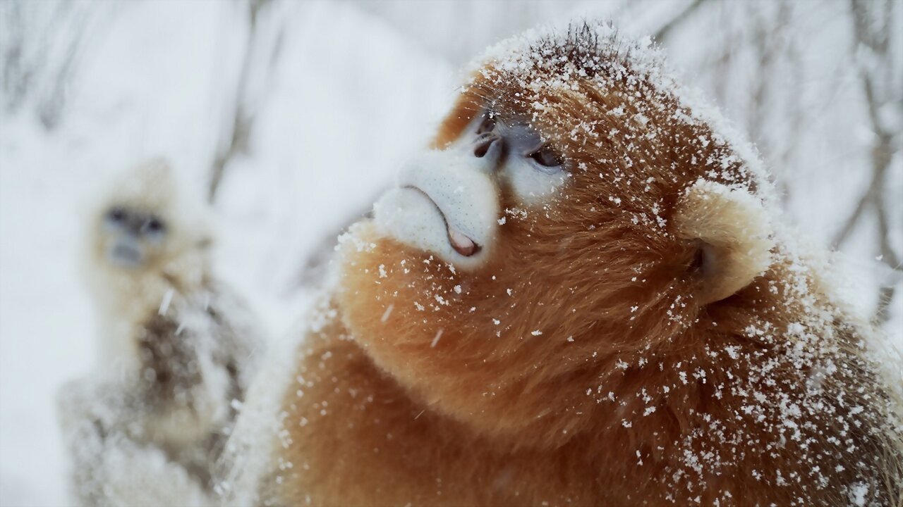 Recuerdos de un langur chato dorado (2023)