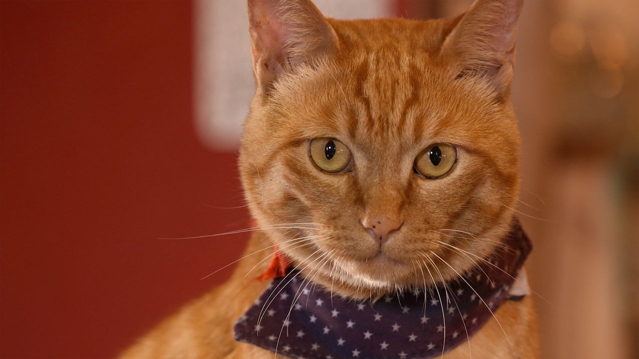 A Cat's-Eye View of Japan - Épisode 10