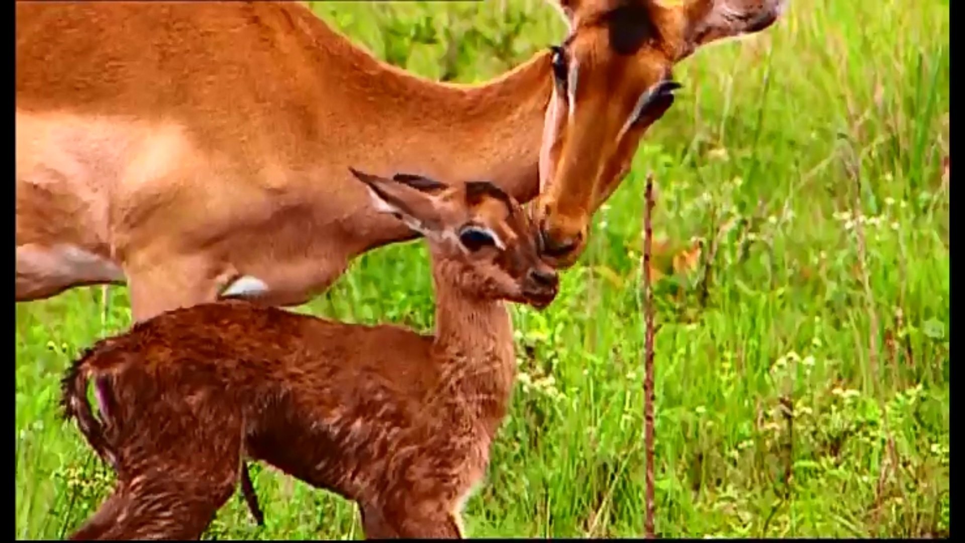 Thumbnail for Episode 1 Season 1 Episode 1